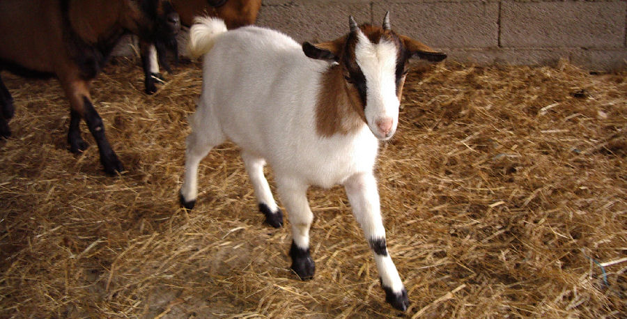 Fin Juillet 2008 - Vous avez vu les petites cornes ? Adorable cette Banquise !