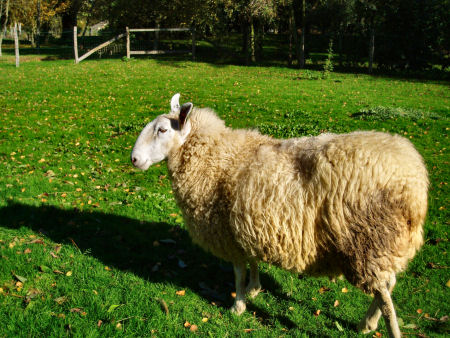 Border Leicester