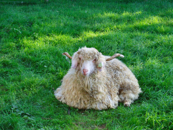 Chvre Angora