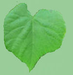Feuille de Tilleul