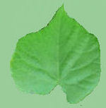 Feuille de Tilleul
