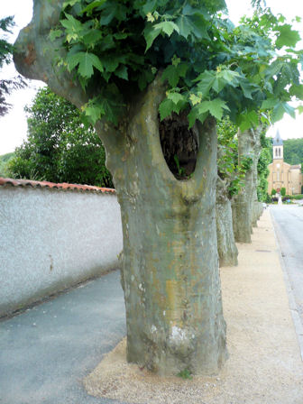 De nombreux platanes - Nicole