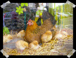 Cliquez sur la photo de Nannie