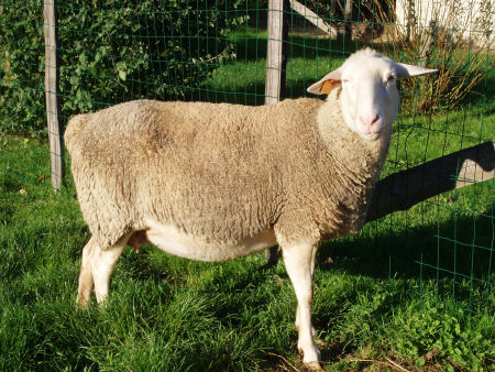 Lacaune