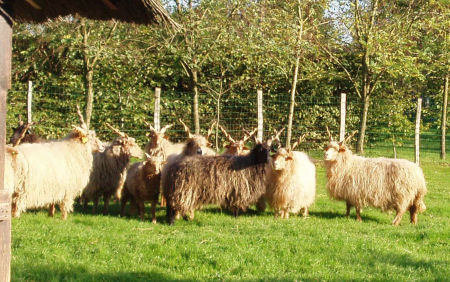 Racka