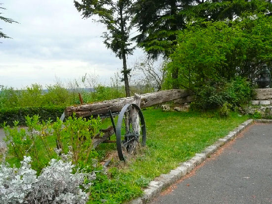 Un arbre de l'ancien moulin