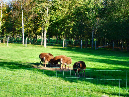 Soay