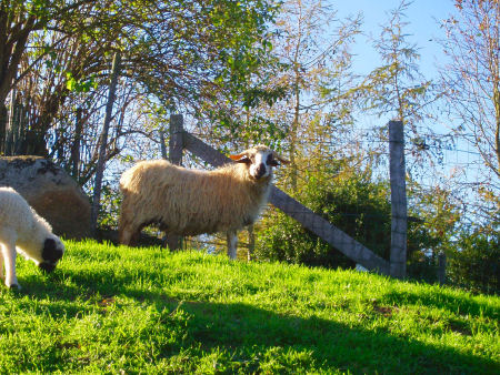 Thones et Marthod