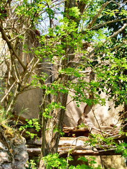 Saint-Loup sur Thouet